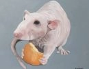 Rat scaled e1600729549664024x829