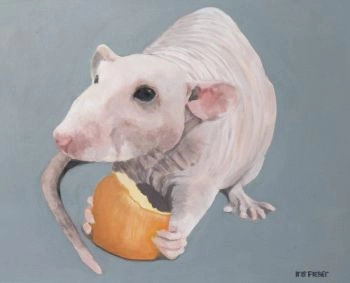 Rat scaled e1600729549664024x829