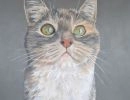 cat 805x1024
