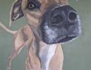 dog 811x1024