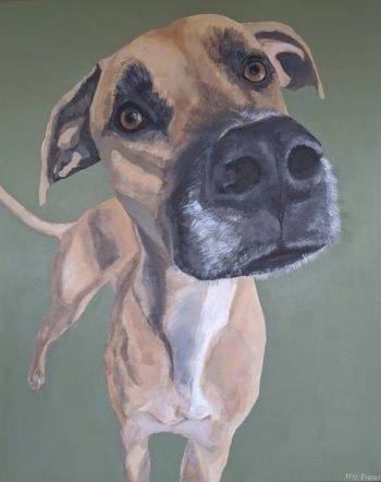 dog 811x1024