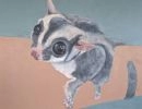 sugarglider 1024x1019