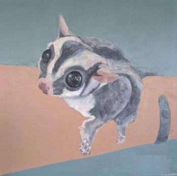 sugarglider 1024x1019