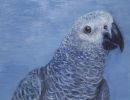 parrot