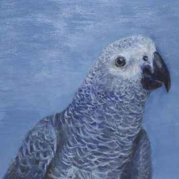 parrot