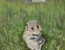 mouse