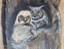 owls