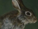 rabbit