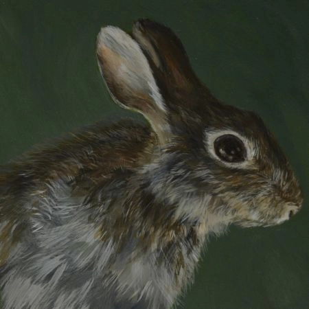 rabbit