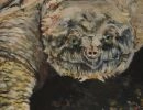 turtle