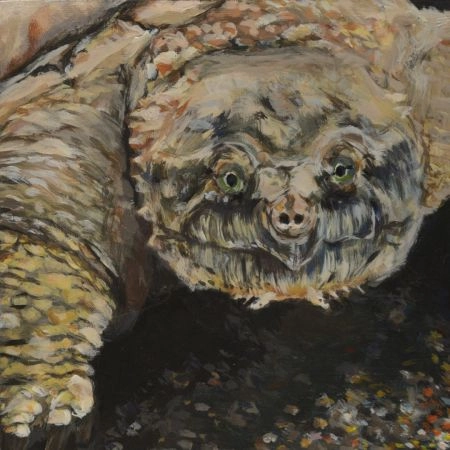 turtle