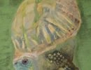 turtle2