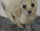 weasel