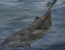 whale