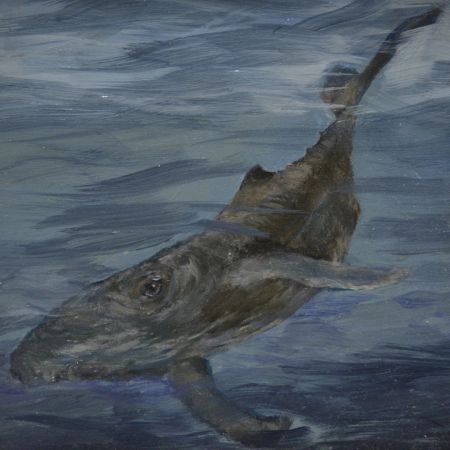 whale
